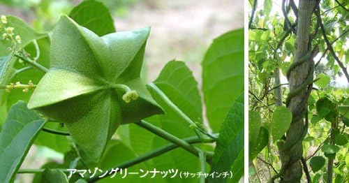悠々くらし館の【最安値挑戦中】 アルコイリス インカグリーンナッツオイル 460g 3本セット インカインチオイル サチャインチオイル 無添加 オメガ3 オイル コールドプレス 低温圧搾 賞味期限2027.05.03｜アングル2