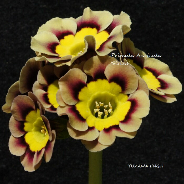 ［山野草］ プリムラ・オーリキュラ「シリウス」