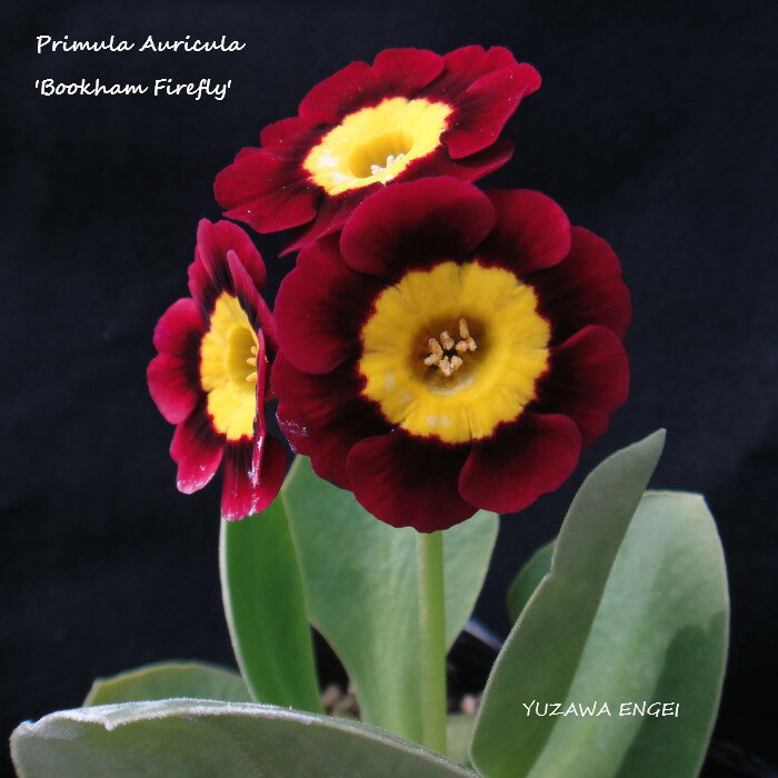 ［山野草］ プリムラ・オーリキュラ「ブッカム・ファイアフライ」