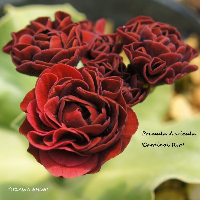 ［山野草］ プリムラ・オーリキュラ「カーディナル・レッド」のサムネイル
