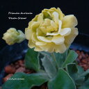 Derek Salt氏作出 ゴールデンセンターのクリーミーダブル。丈夫で花付が良い 学　名 ： Primula Auricula 'Devon Cream' 栽培のポイント※通年、温室で栽培をしています。 花　期 ： 3月〜4月 草　丈 ： 10〜15cm 日　照 ： 半日陰 耐寒性 ： 強