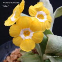 1981年 Tim Coop氏発表 花形よく、魅力的な黄色 学　名 ： Primula Auricula 'Helen' 栽培のポイント※通年、温室で栽培をしています。 花　期 ： 3月〜4月 草　丈 ： 10〜15cm 日　照 ： 半日陰 耐寒性 ： 強