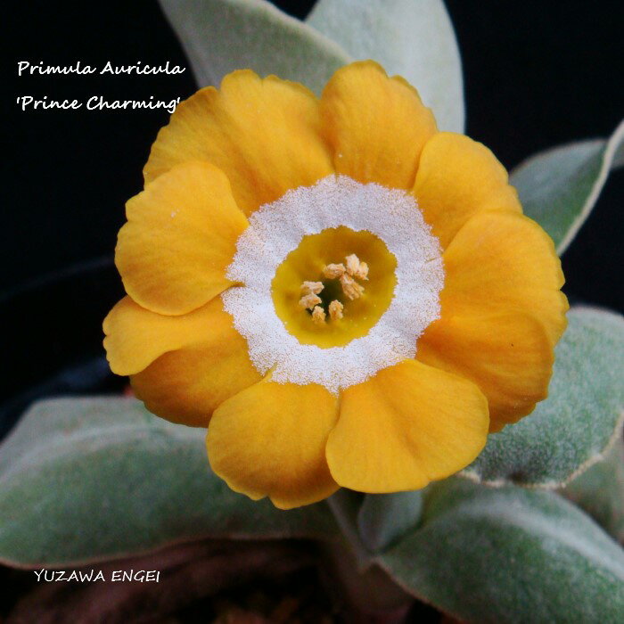 1954年作出 Gordon Douglas氏作出 濃いイエロー 学　名 ： Primula Auricula 'Prince Charming' 栽培のポイント※通年、温室で栽培をしています。 花　期 ： 3月〜4月 草　丈 ： 10〜15cm 日　照 ： 半日陰 耐寒性 ： 強