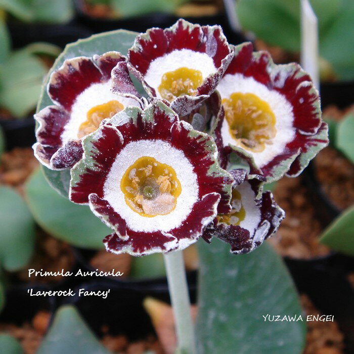 ［山野草］ プリムラ・オーリキュラ「レイブロック・ファンシー」