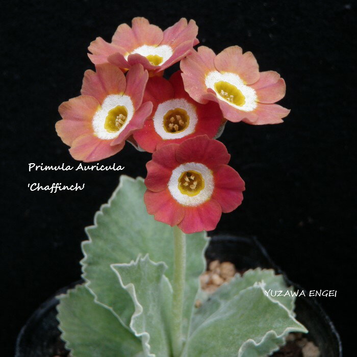 ［山野草］ プリムラ・オーリキュラ「チャフィンチ」