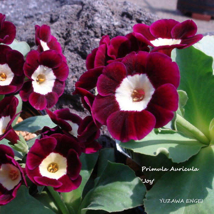 ［山野草］ プリムラ・オーリキュラ「ジョイ」