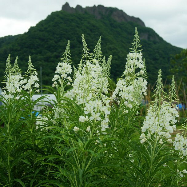 ［山野草］ 白花ヤナギラン