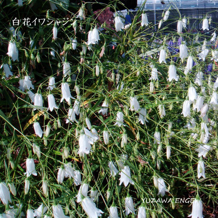 学　名 ： Adenophora takedae 'White Flower Form' 栽培のポイント※北海道で栽培した場合 花　期 ： 9月 草　丈 ： 30〜40cm 日　照 ： 日当たり 耐寒性 ： 強 ※休眠期の発送の場合、地上部はございません。