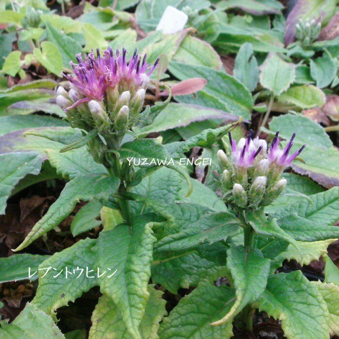 ［山野草 高山植物］ レブントウヒ