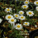 アポイ岳かんらん岩地帯に生えるアズマギク 学　名 ： Erigeron thunbergii subsp. glabratus 栽培のポイント※北海道で栽培した場合 花　期 ： 5月 草　丈 ： 5～10cm程度 日　照 ： 日当たり 耐寒性 ： 強 ※休眠期の発送の場合、地上部はございません。