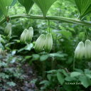 北海道産 学　名 ： Polygonatum odoratum 栽培のポイント※北海道で栽培した場合 花　期 ： 6月 草　丈 ： 20〜50cm 日　照 ： 日陰 耐寒性 ： 強 ※休眠期の発送の場合、地上部はございません。