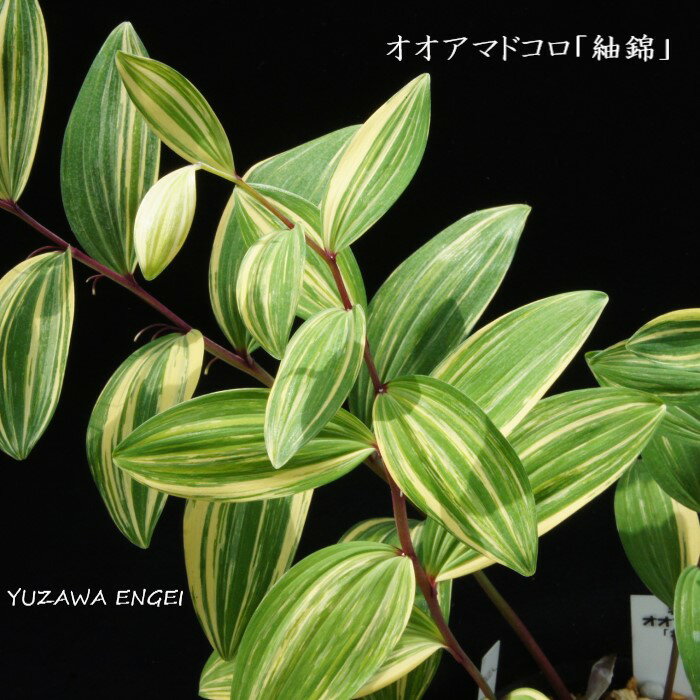 「大和錦」と同一種とする見解もあります。学　名 ： Polygonatum odoratum var. maximowiczii 'Tsumuginishiki' 栽培のポイント※北海道で栽培した場合 花　期 ： 6〜7月 草　丈 ： 20〜50cm 日　照 ： 日陰 耐寒性 ： 強 ※休眠期の発送の場合、地上部はございません。