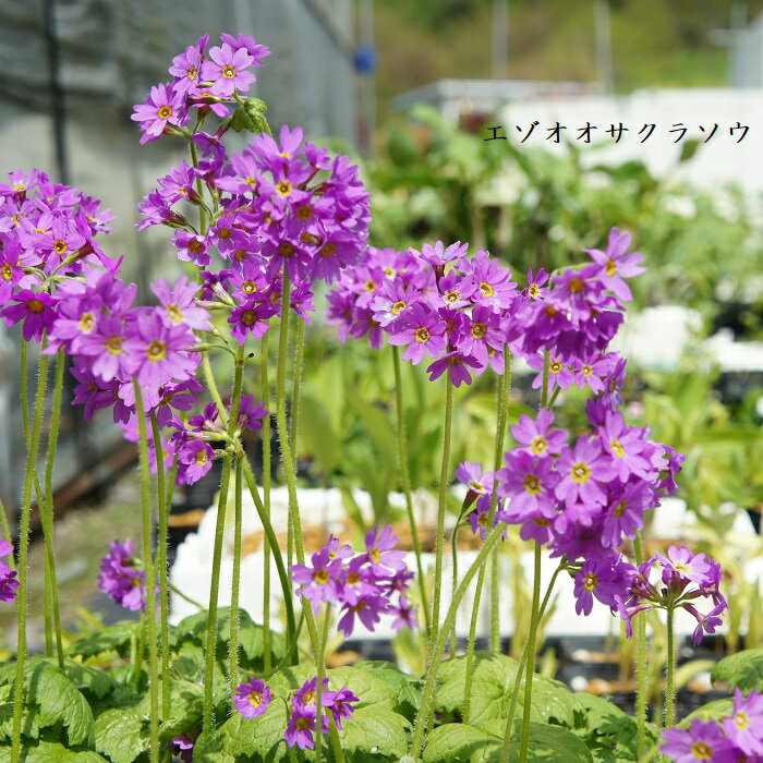 ［山野草］ エゾオオサクラソウ