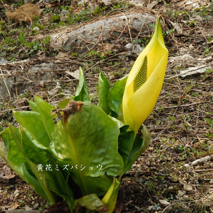 ［山野草］ 黄花ミズバショウ　実生3年苗 3