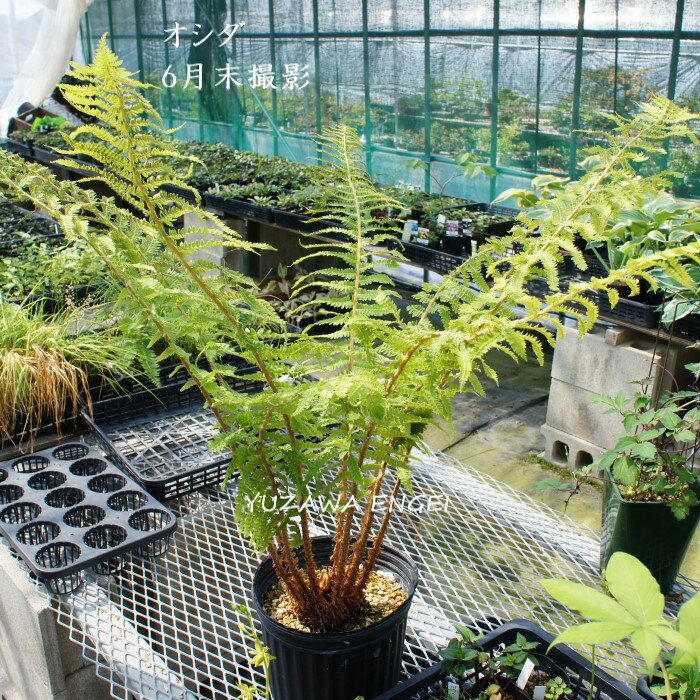 ［山野草］ オシダのサムネイル