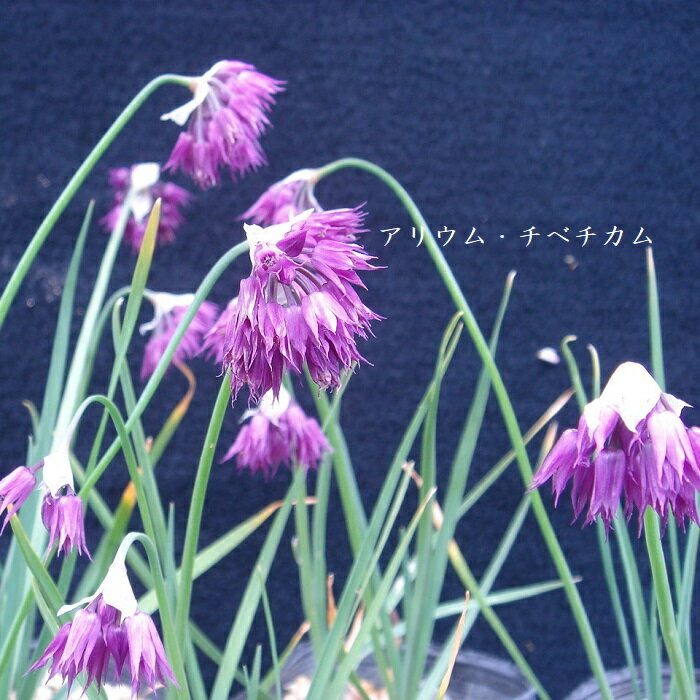 ［山野草］ アリウム・チベチカム