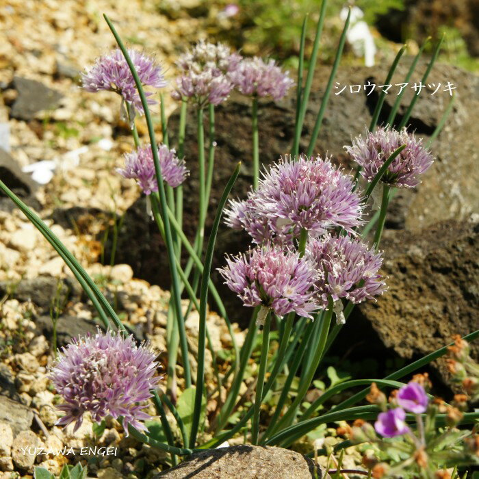 ［山野草］ シロウマアサツキ