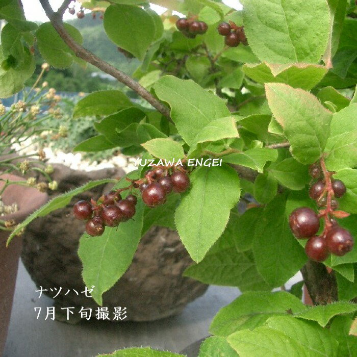 楽天市場】ナツハゼ(花・観葉植物|花・ガーデン・DIY)の通販 楽天市場】ナツハゼ(花・観葉植物|花・ガーデン・DIY)の通販