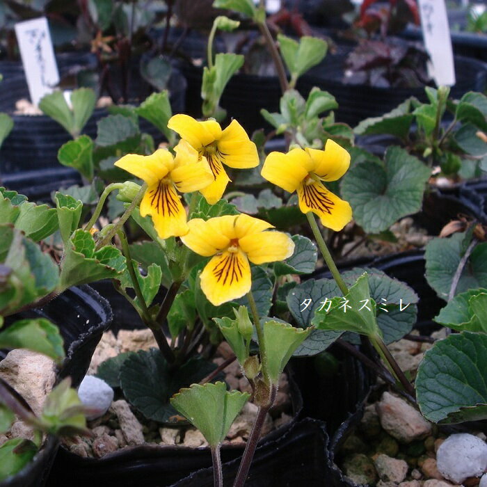 ［山野草］タカネスミレ