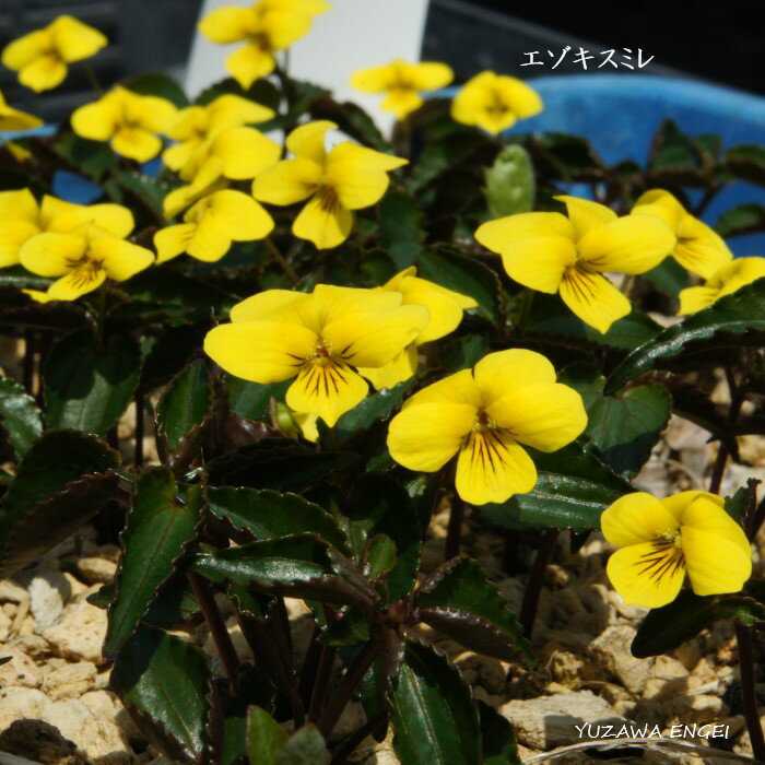 ［山野草］エゾキスミレ