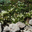 ［山野草 ・高山植物］ エゾタカネツメクサ