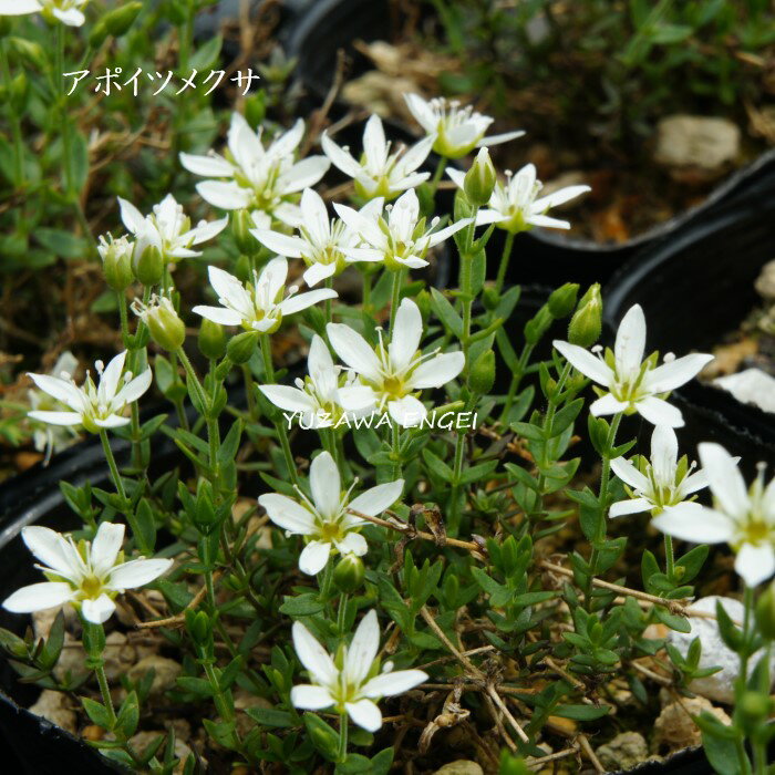 ［山野草 ・高山植物］ アポイツメクサ