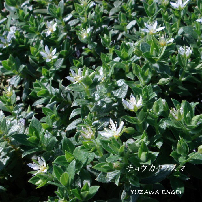 鳥海山産 学　名 ： Arenaria merckioides var. chokaiensis 栽培のポイント※北海道で栽培した場合 花　期 ： 6月 草　丈 ： 5〜10cm 日　照 ： 日当たり 耐寒性 ： 強 ※休眠期の発送の場合、地上部はございません。