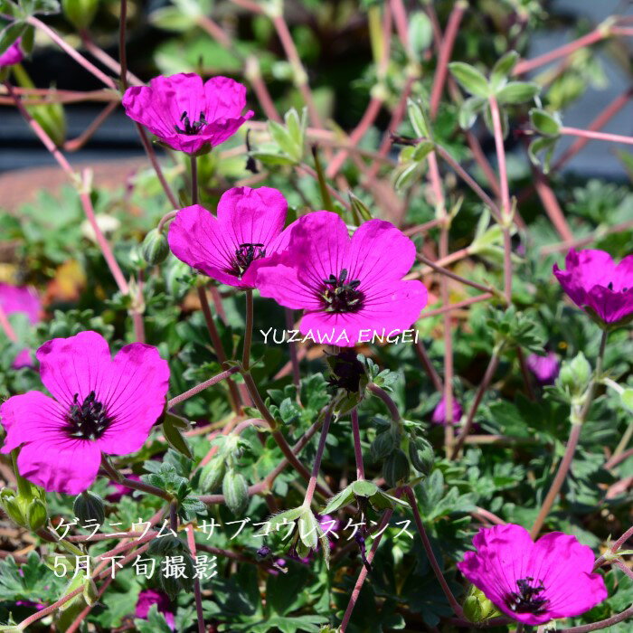 ［山野草］ ゲラニウム・サブコウレスケンス