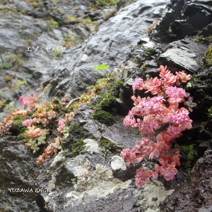 多肉植物 ミセバヤ とは その種類や育て方を解説 夏や冬の管理方法は 暮らし の