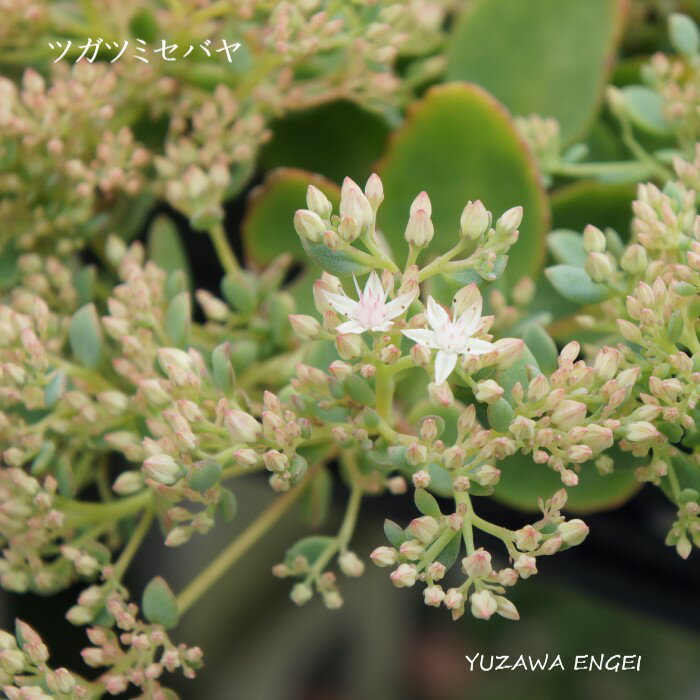 多肉植物 ミセバヤ とは その種類や育て方を解説 夏や冬の管理方法は 暮らし の