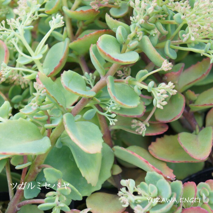 多肉植物 ミセバヤ とは その種類や育て方を解説 夏や冬の管理方法は 暮らし の