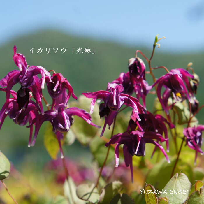 イカリソウの種類 植物の秘島