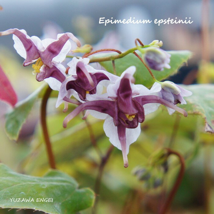 ［山野草］ イカリソウ「エプスティニィ」