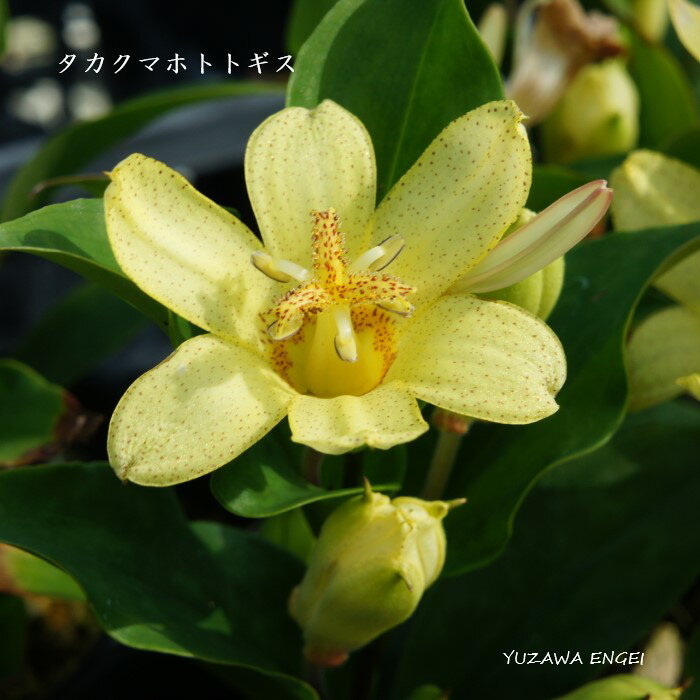 ［山野草］タカクマホトトギス