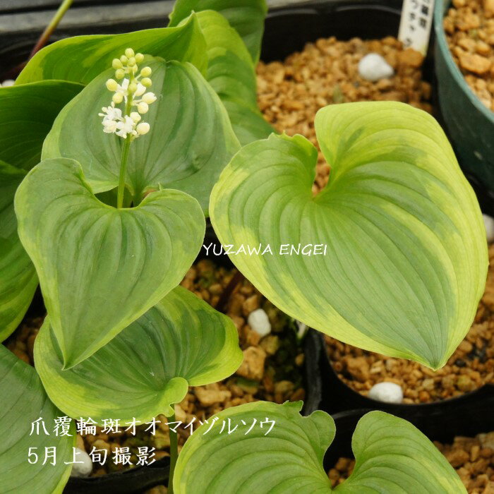 ［山野草］ 爪覆輪斑オオマイヅルソウ