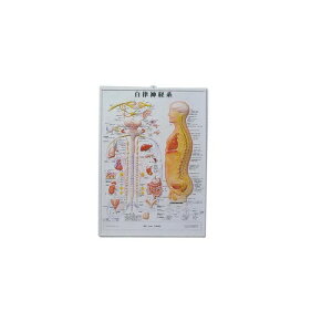 人体ポスター 3D人体チャート 自律神経系 縦74×横54cm 医道の日本社