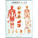 【送料無料】 人体解剖チャートI 104×74cm タカチホメディカル