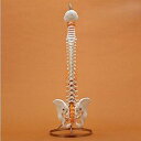 脊椎骨盤模型 高さ87cm 2.7kg QS21/3 ソムソ