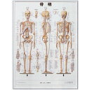 3D人体チャート 骨格 縦74×横54cm アプライ(4)