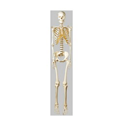 模型Human Model 等身大骨格模型 女性 高さ180cm(本体170cm)×幅55cm×奥行55cm 11.2kg QS10/8 ソムソ