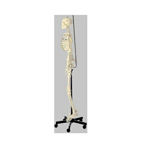 模型Human Model 等身大骨格模型 女性、吊下式 高さ180cm(本体171cm)×幅55cm×奥行55cm 11.0kg QS10/13 ソムソ