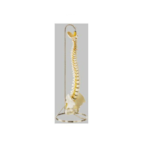 楽天元気爽快模型Human Model 脊髄骨盤模型 高さ80cm 3.6kg QS21/5 ソムソ