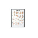 人体ポスター 3D人体チャート 諸関節と靭帯 縦65×横47cm 医道の日本社