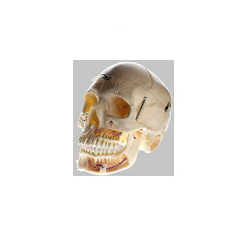 ϷHuman Model ǥ ƬʬϷ 10ʬ Ĺ18cm13.1cm50.4cm 1kg QS8/11 ॽ