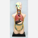 【送料無料】 人体解剖模型(トルソー型)50CM 8735 アーテック