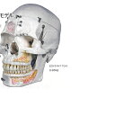 yË@z l̖͌^ Wf 3DTCGeBtBbNX A27 20~14~17cm 0.65kg