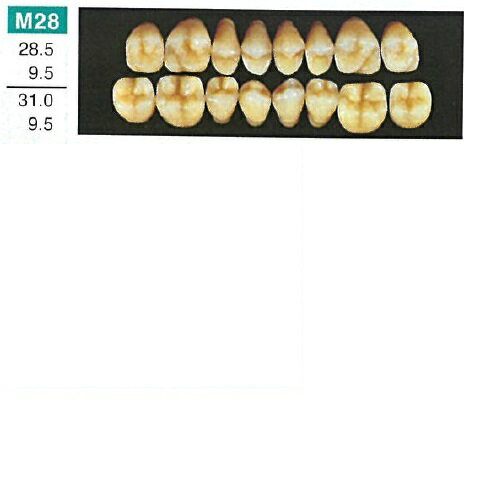【医療機器】 人工歯 硬質レジン歯 プロテックス臼歯 M28 上顎 色調A3 8歯入