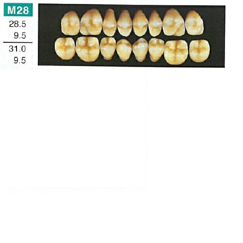 【医療機器】 人工歯 硬質レジン歯 プロテックス臼歯 M28 上顎 色調A3.5 8歯入