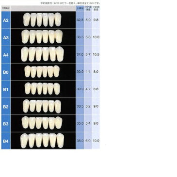 レジン歯 前歯 下顎 B4 R11 6揃=1個 GC