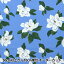 ڿ5  USAåȥ dearSTELLA MAGNOLIAS DCWR2133-MARI